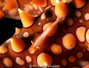 Tiny seastar shrimp tucked away on a seastar. Shot taken ... by Michael Gallagher 